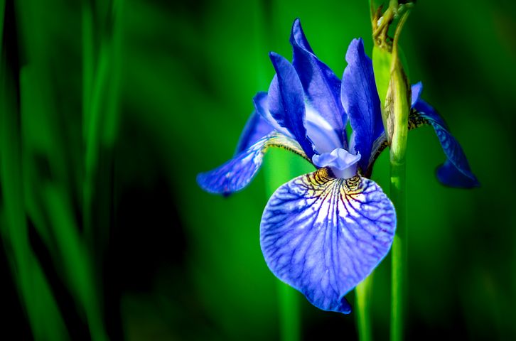 DO NOT visualise or image BLUE FLOWER