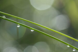 yin water like morning dew