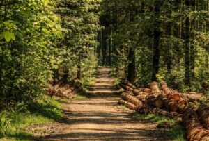 The yang wood of bazi