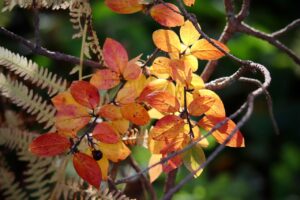 The yin wood of bazi